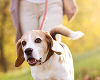 A dog walk is a fundraising idea for nonprofits that your supporters and their dogs will love.
