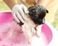  Families will appreciate the convenience of a dog wash as one of your church fundraising ideas for small churches.