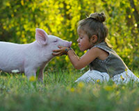 Kiss-a-pig is a church fundraising idea that is fun for the whole family.]