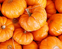A pumpkin patch is a great church fundraising idea to get people in the Fall spirit.