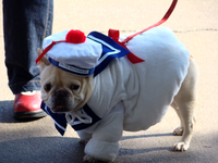 Hosting a dog costume contest and parade is a creative fundraising idea for your parent-teacher organization.