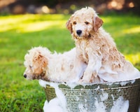 A dog wash is a unique fundraising idea that pet owners will appreciate.