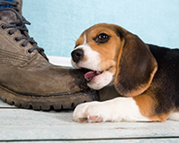 Give your pet a treat by turning your old shoes into a dog toy.