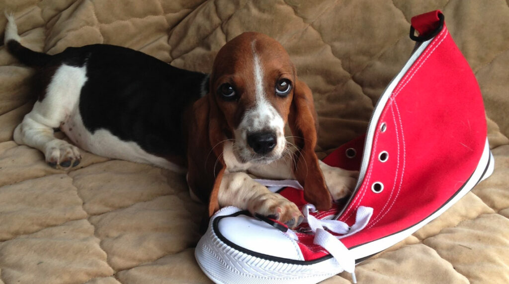 Learn hoe shoe drive fundraisers can make a difference for animals in need.