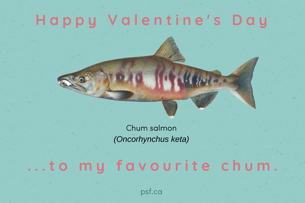 An eCard from the Pacific Salmon Foundation with a picture of a fish and the text: Happy Valentine’s Day to my favourite chum.