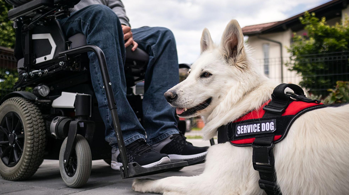 A white service dog in a red vest lying on the ground next to a person in a wheelchair.